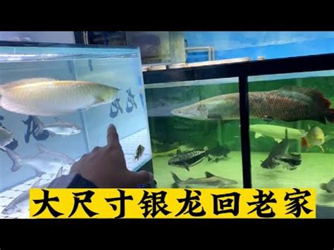 銀帶怎麼養|長帶精靈！銀龍魚飼養技巧全攻略